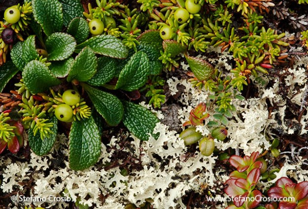 Tundra lichens: the sacred geometry of chance