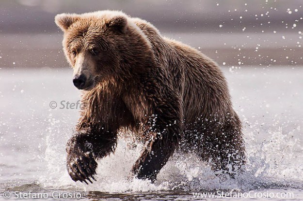 Sprinting Coastal Brown Bear (Ursus arctos)