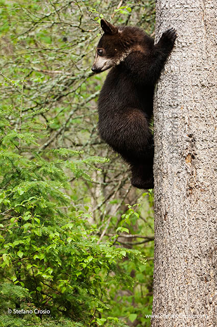 Black bear (Ursus americanus) cub climbing a tree