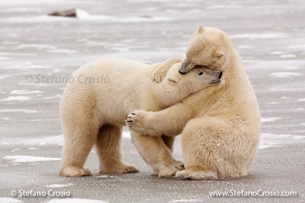 Polar Bear Hug (Ursus maritimus)