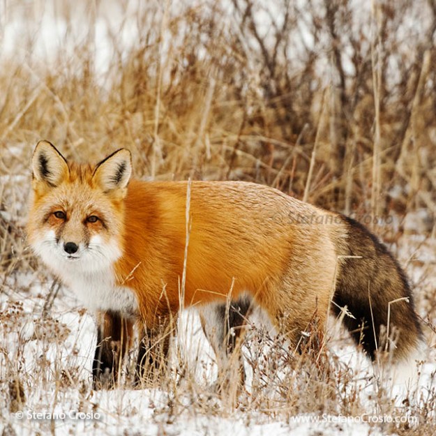 Red fox (Vulpes vulpes)