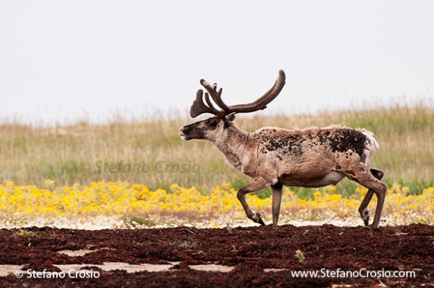 Barren-ground caribou bull (Rangifer tarandus groenlandicus)