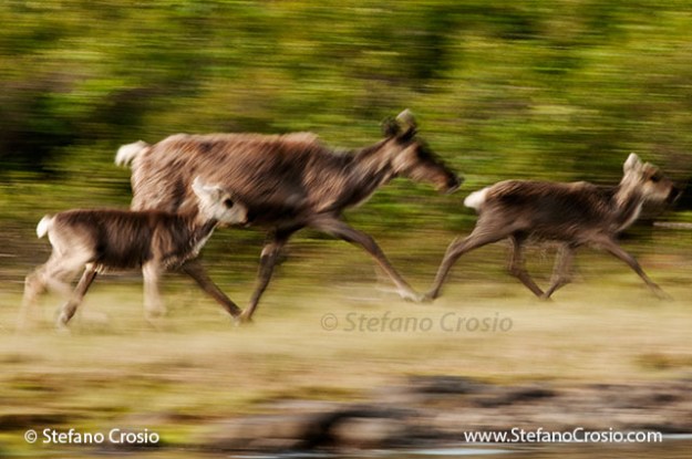 Pan blur of barren-ground caribou (Rangifer tarandus groenlandicus)