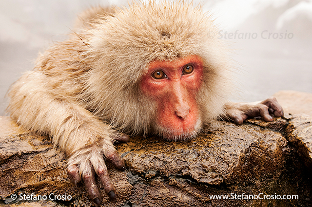 Snow Monkey Business | Clicks & Corks