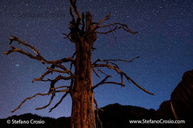 Incense cedar tree at night in Yosemite Valley, CA