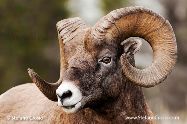 Bighorn sheep (Ovis canadensis)
