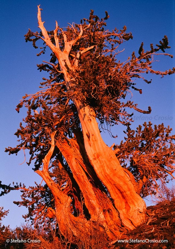 Great Basin Bristlecone Pine (Pinus longaeva) at sunset