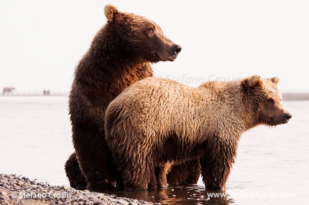 Coastal brown bear (Ursus arctos) sow with cub