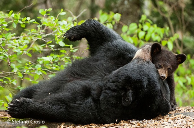 Black bear (Ursus americanus) sow play-fighting with cub