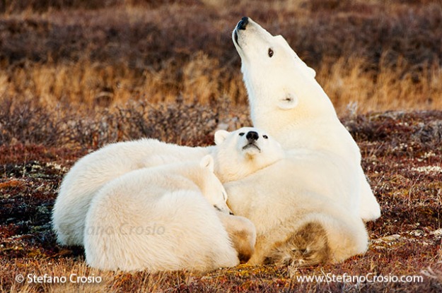 Polar bear (Ursus maritimus) sow with cubs