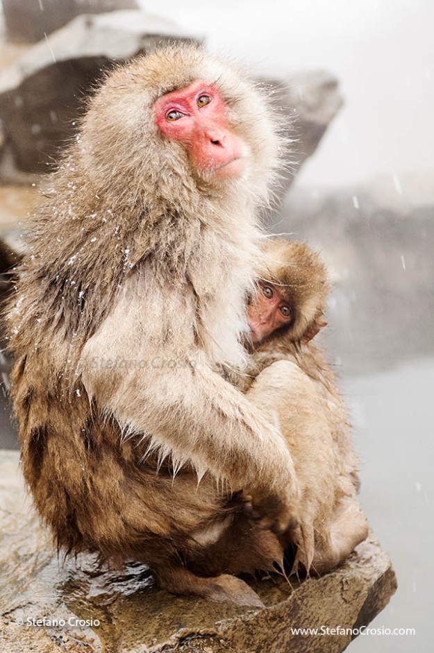 Snow monkey (Macaca fuscata) nursing her baby