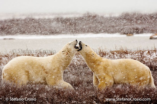 Polar bears (Ursus maritimus) confronting one another in a snow storm