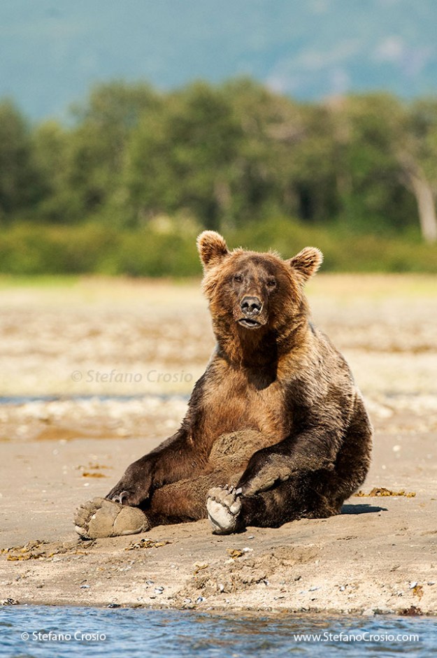 Coastal brown bear (Ursus arctos) sitting up