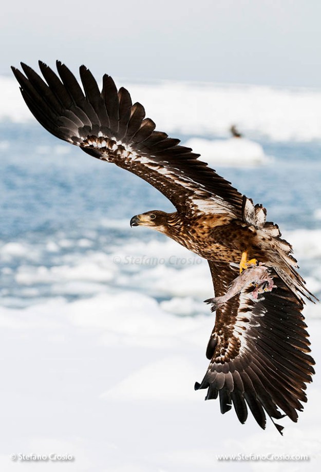 Juvenile white-tailed sea eagle (Haliaeetus albicilla) in flight