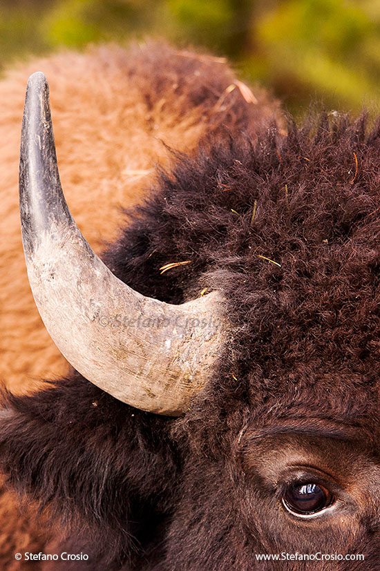 Bison (Bison bison) close-up