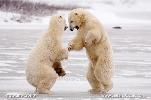 Polar bears (Ursus maritimus) play-fighting