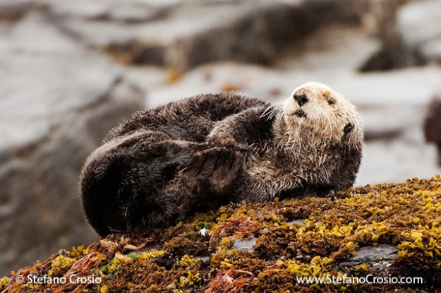 USA, Afognak Island, Kodiak Archipelago (AK) Sea otter (Enhydra lutris)
