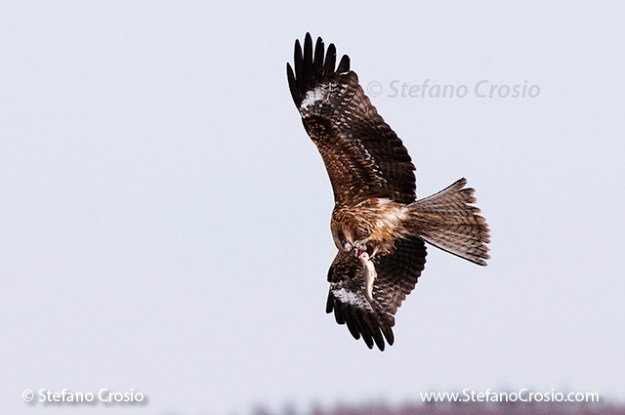 Black-eared kite (Milvus migrans lineatus) eating fish in flight