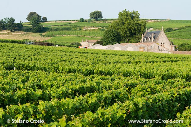 Saint Emilion: Chateau La Gaffeliere and its vineyards