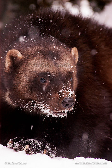 USA, Montana: Wolverine (Gulo gulo) (C)