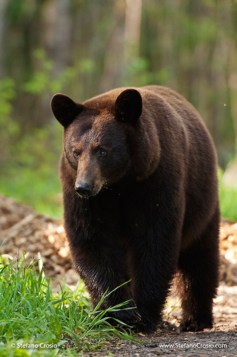 Black bear (Ursus americanus), cinnamon phase
