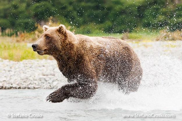 USA, Katmai National Park (AK): Brown bear (Ursus arctos) running in the water