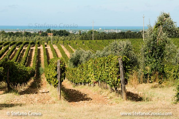 Italy, Bolgheri: vineyards and olive trees