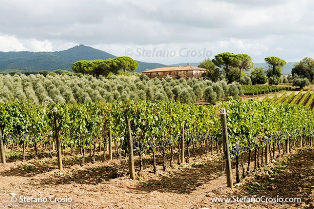 Italy, Bolgheri: vineyards at Tenuta San Guido ready for harvesting with olive tree orchard in the background