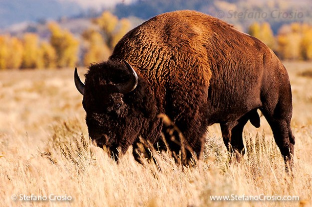 Grand Teton National Park (WY): Bison (Bison bison) at Antelope Falls