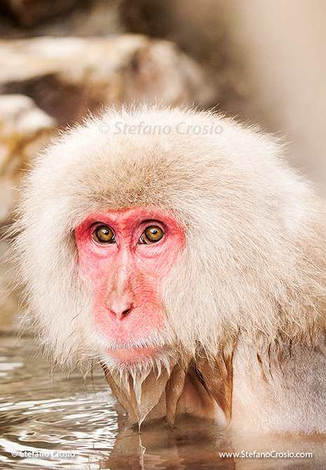 Snow monkey (Macaca fuscata)