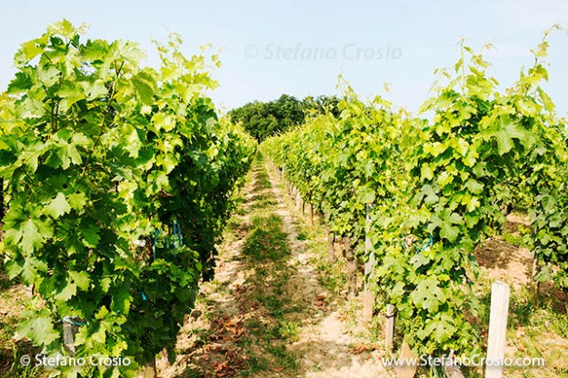  The vineyards of Chateau de Ferrand (Grand Cru Classé)