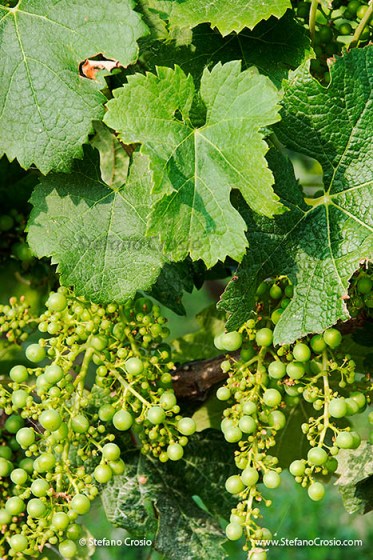 Ripening Merlot grapes at the vineyards of Chateau de Ferrand (Grand Cru Classé)