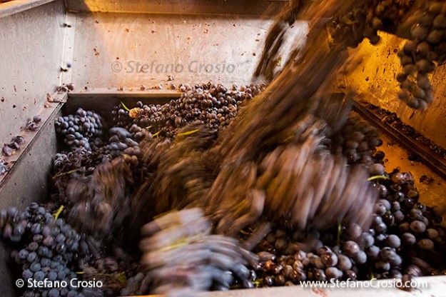 Mountain Nebbiolo grapes in Ar.Pe.Pe.'s destemmer