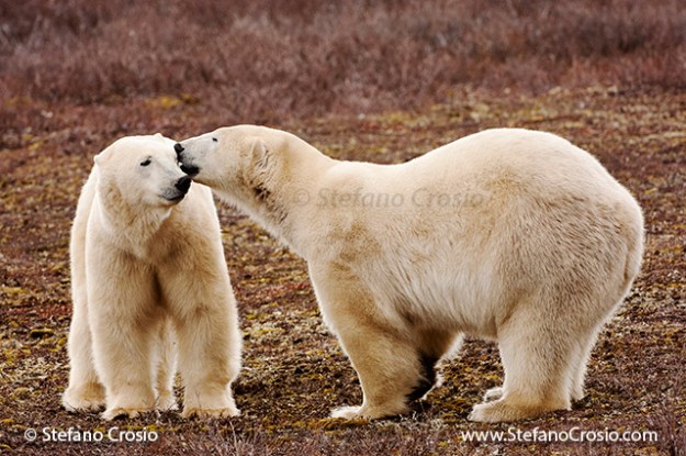 CANADA, Churchill (Hudson Bay) Polar bears (Ursus maritimus) interacting