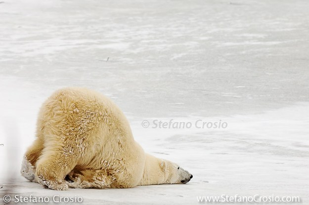 Polar bear (Ursus maritimus) crawling on thin ice