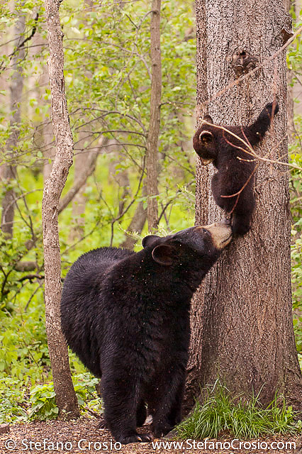 Black bear sow with cub on a tree
