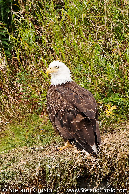Bald eagle (Haliaeetus leucocephalus)